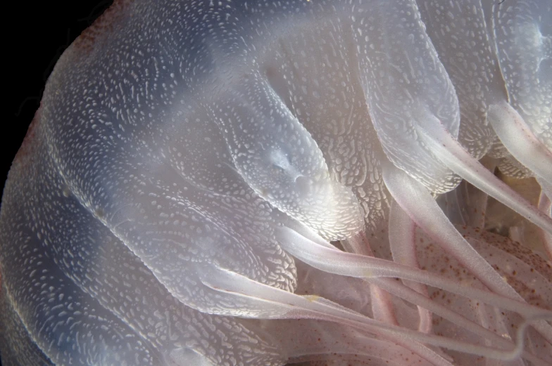 an animal's head inside a white vase