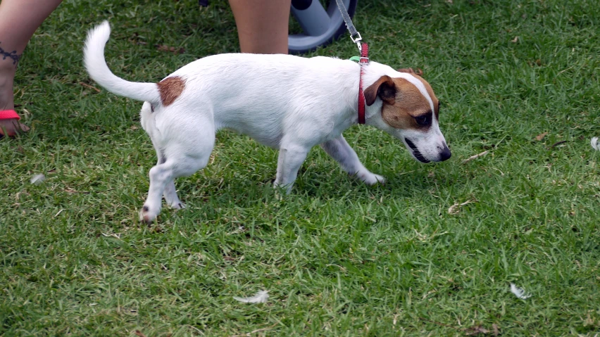 a small white and brown dog walking on a grass field