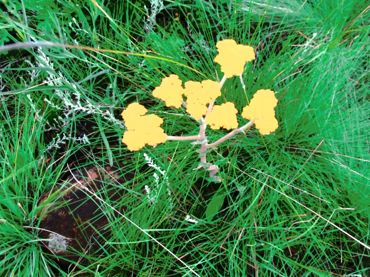 a yellow flower that is growing out of the green grass