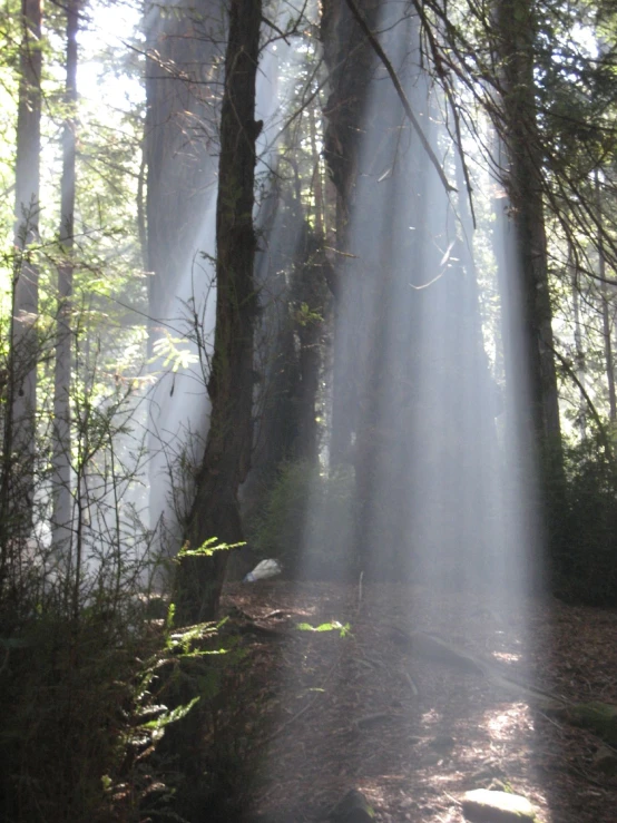 a dirt path with sun shining through the trees