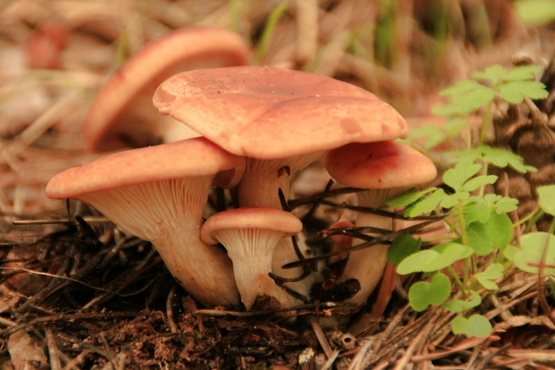 three mushrooms are on the ground near grass and flowers