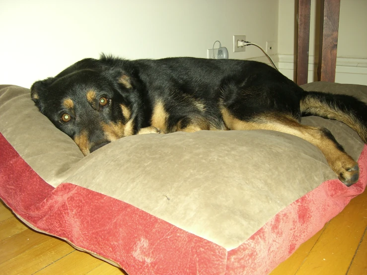 a dog laying on its side on a pillow