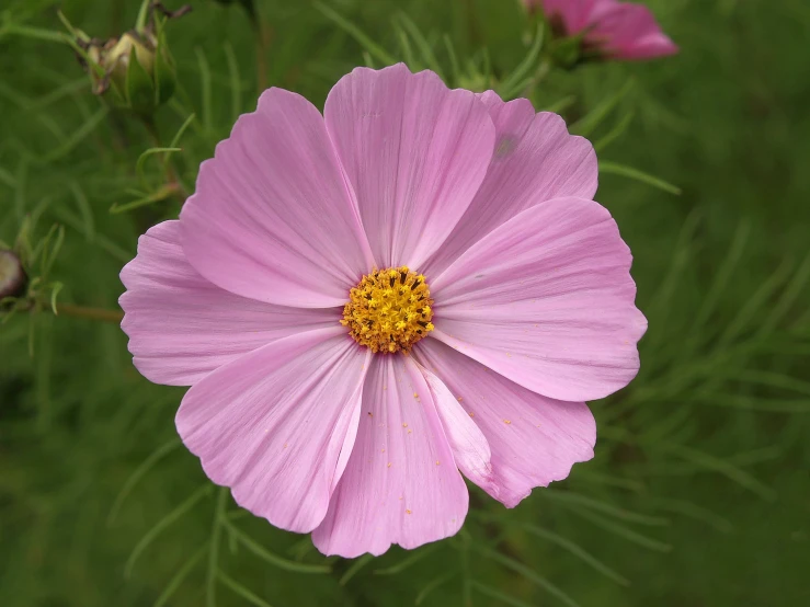 some pink flowers that are in some kind of garden