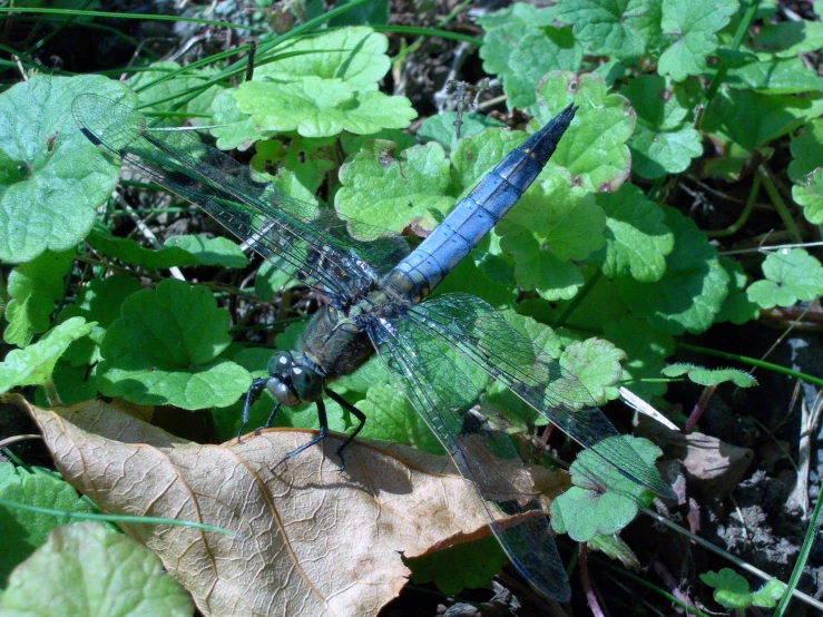 a dragonfly sits on the leaf on the ground