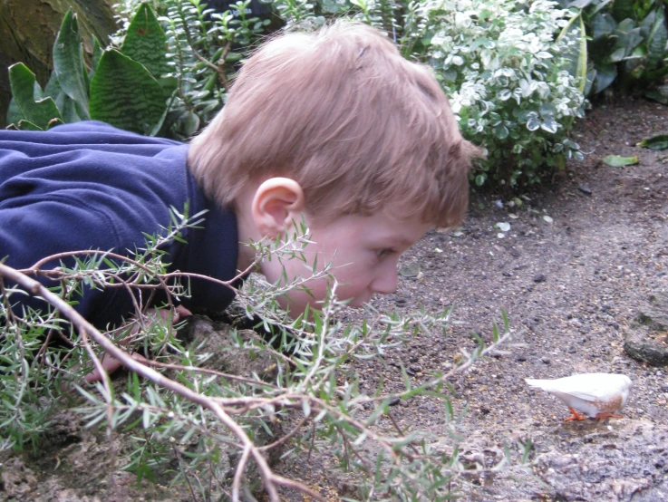 a little boy in a blue shirt is looking at a frog