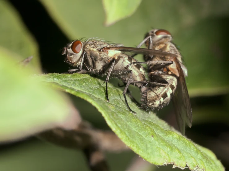 two flies sitting on the leaves of a plant