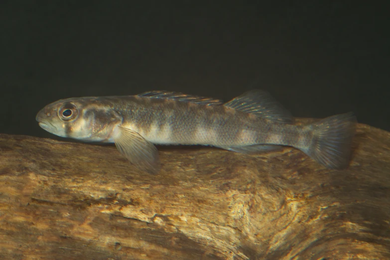 a fish that is laying down on some rocks