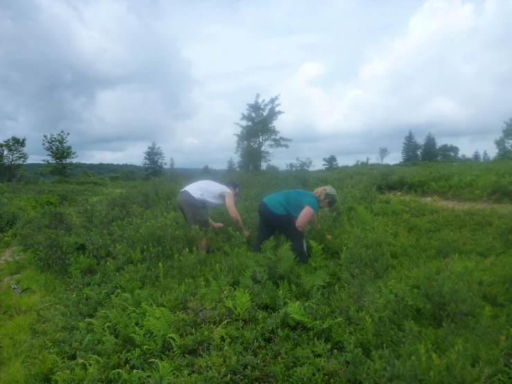 two people in a field tending to bushes