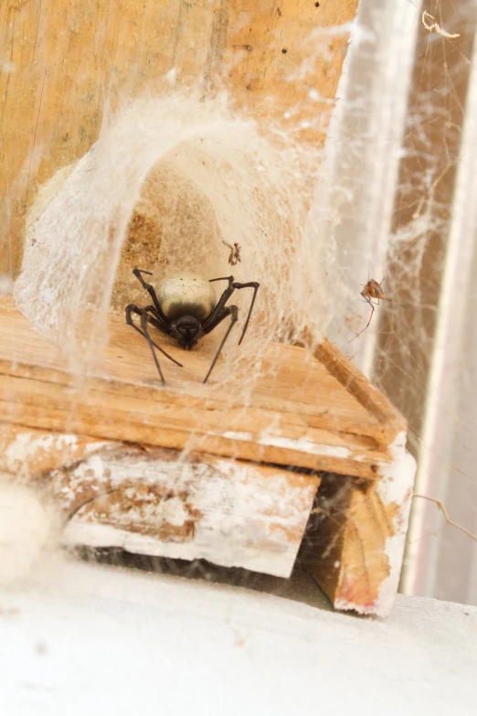 a large black and white spider crawling on top of a piece of wood