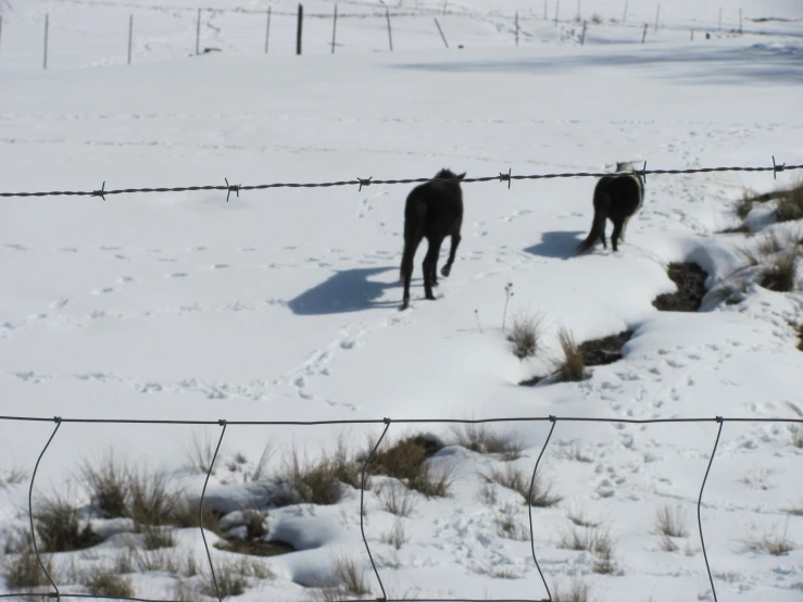 two dogs running across snow covered ground with barbed wire