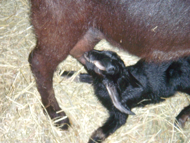 a baby sheep is nursing from its mother