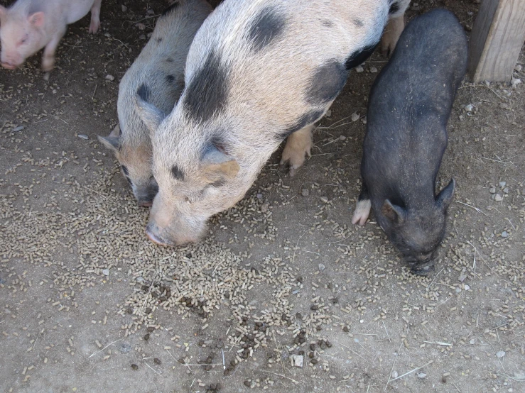 a number of small animals near one another