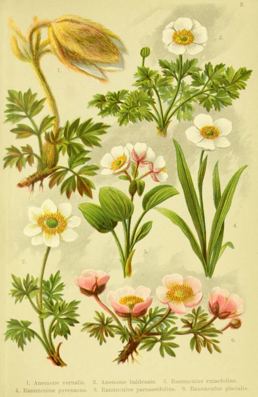 an old antique illustration shows various types of flowers