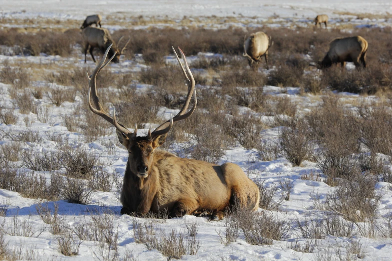 a bull elk laying in the snow during the winter