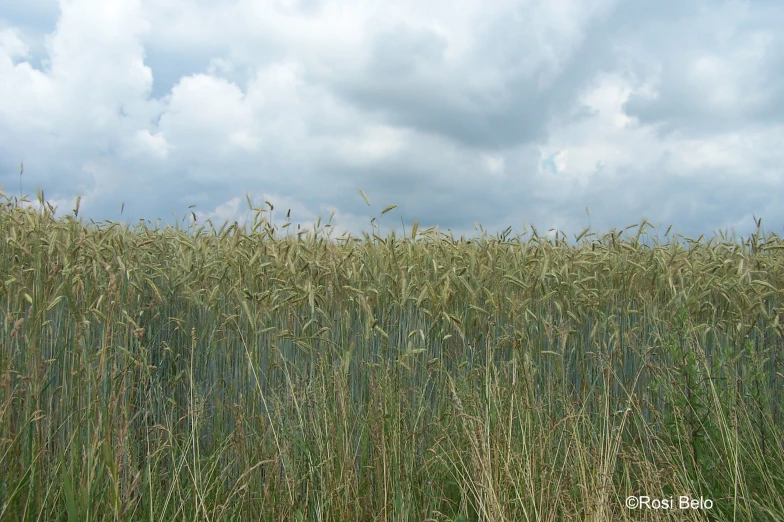 a couple of animals are standing in tall grass