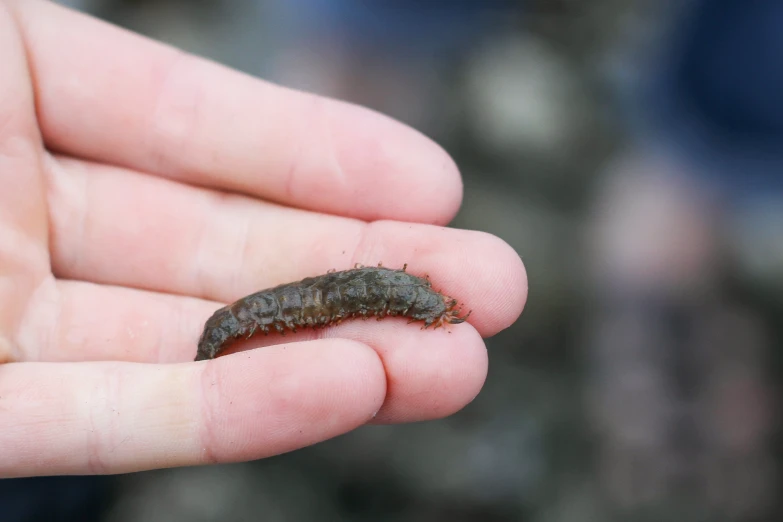 a very small insect in a person's hand