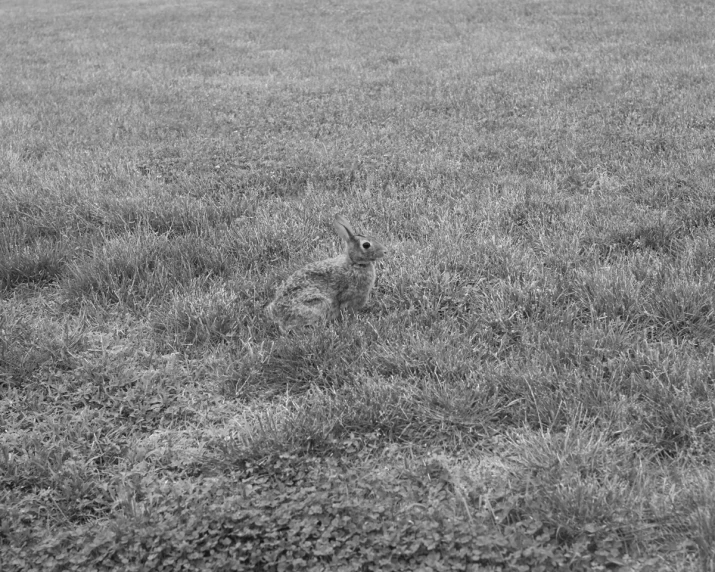 a bunny in a field of grass in a black and white po