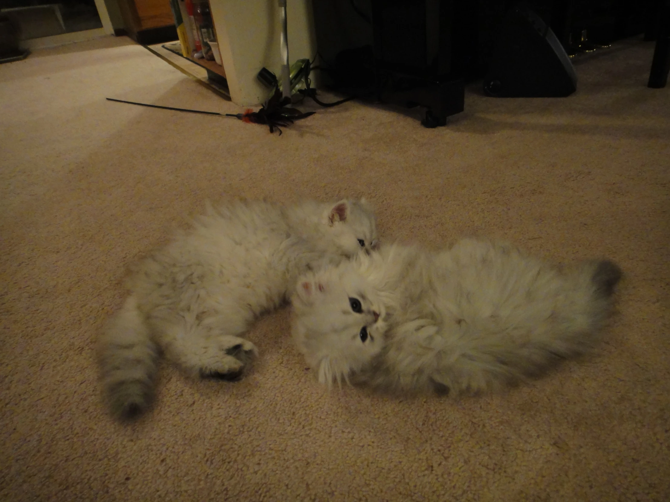 a couple of white cats laying on top of a carpet