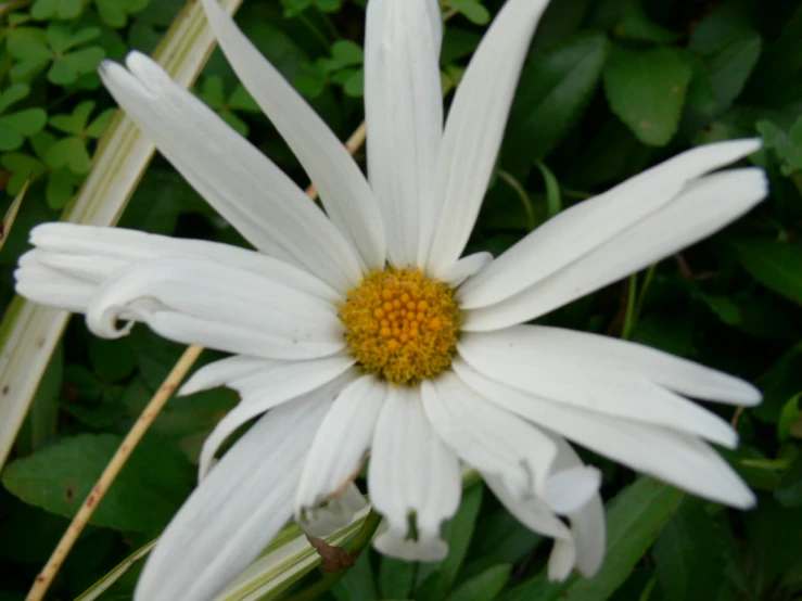 there is a close up view of a flower