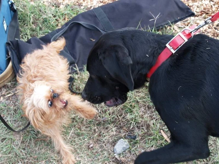 two dogs playing in the yard with each other