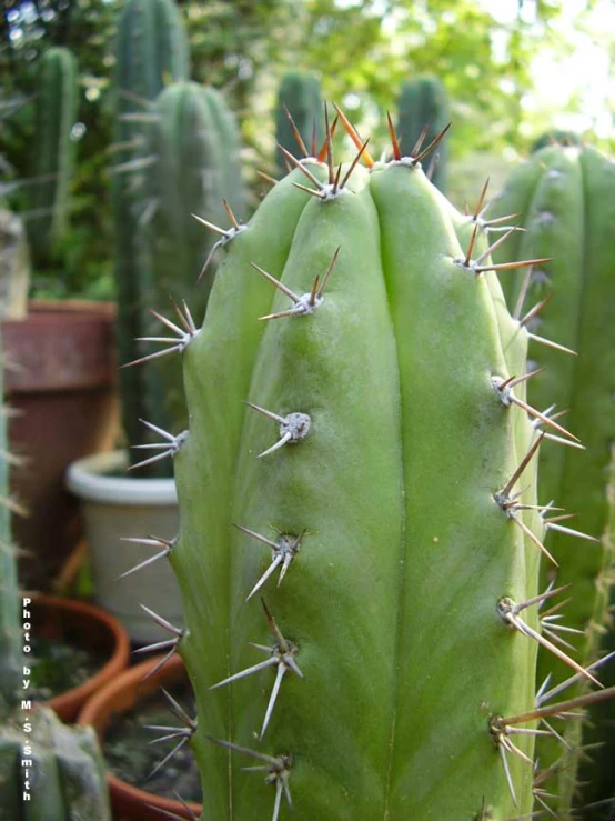 a close up of an aloena plant with several leaves