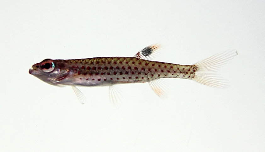a brown striped fish with blue eyes swimming on water