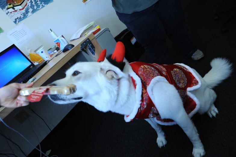 the dog is wearing a dress and eating food