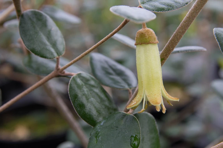 a flower on a plant with leaves in the background