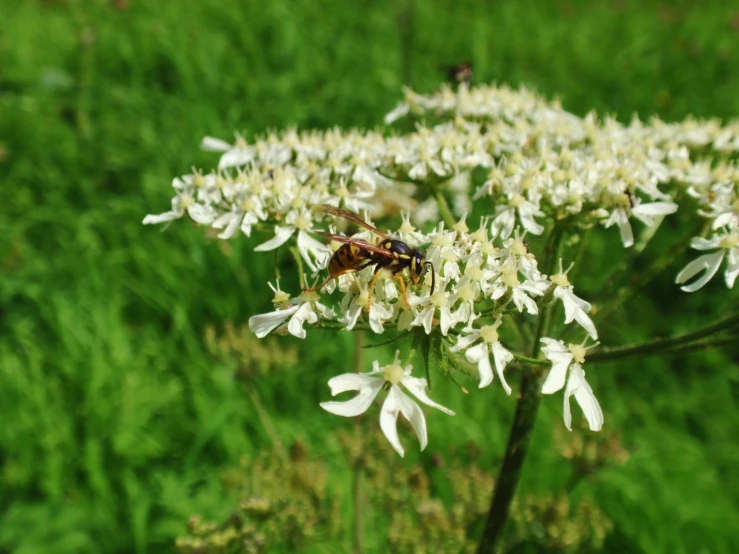 a bee sitting on the tip of a flower in an outdoor garden