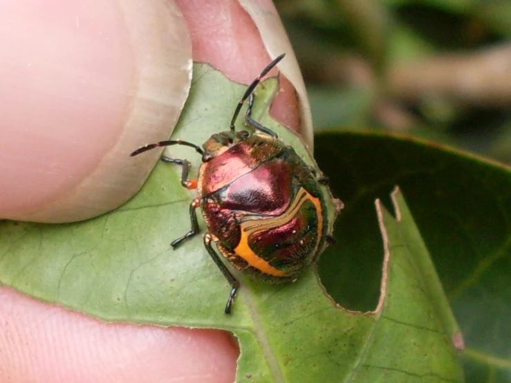 a person is holding a green leaf while a large beetle sits on it