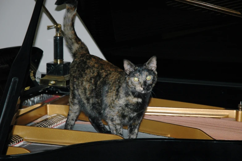 a cat standing on the piano keys with its tail curled back