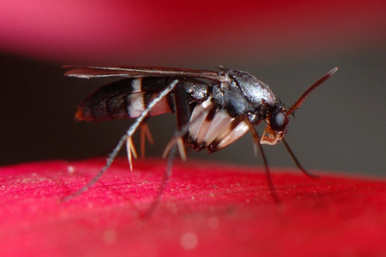 a close up view of the head of a fruit flies