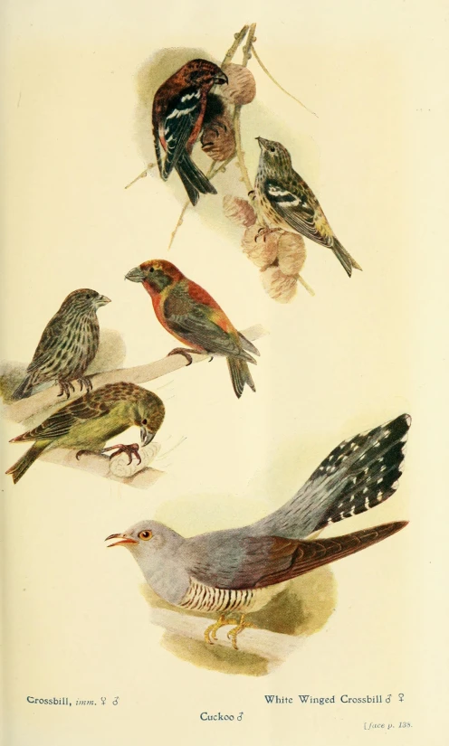 a vintage print shows different types of birds