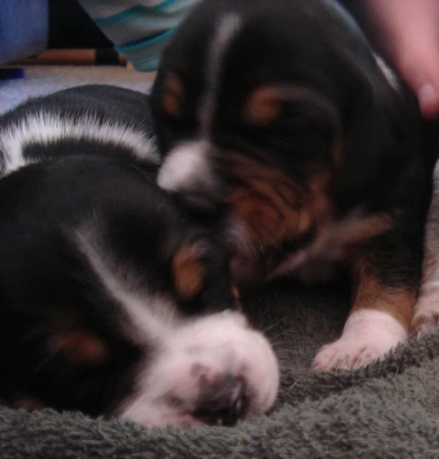 two small puppies cuddle in the middle of a bed