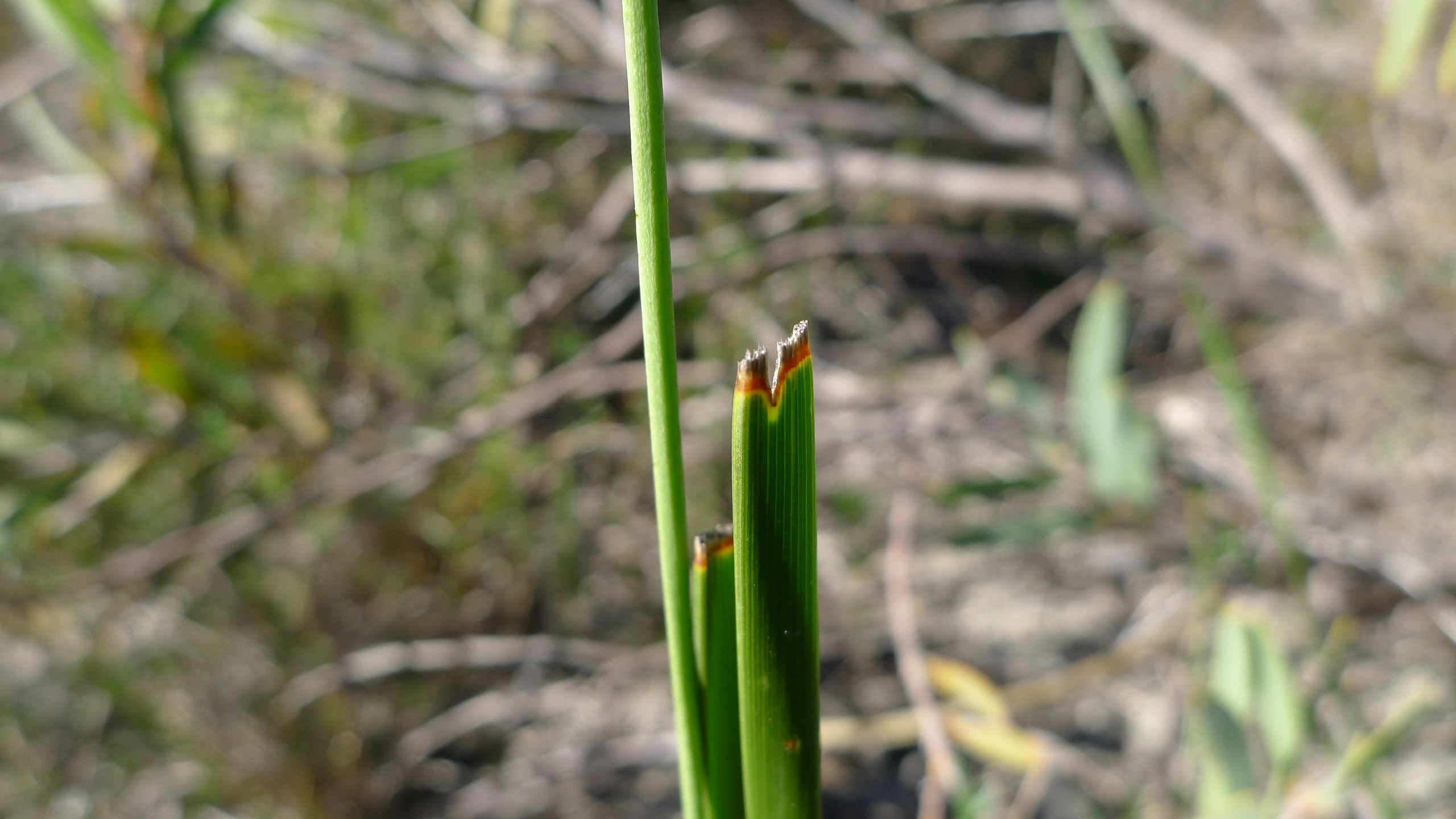 the buds of a plant on a stalk