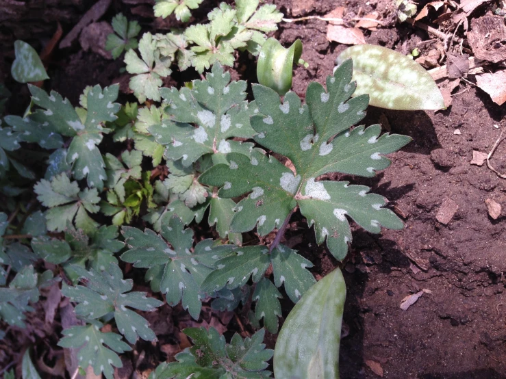 the green plants are growing in the dirt