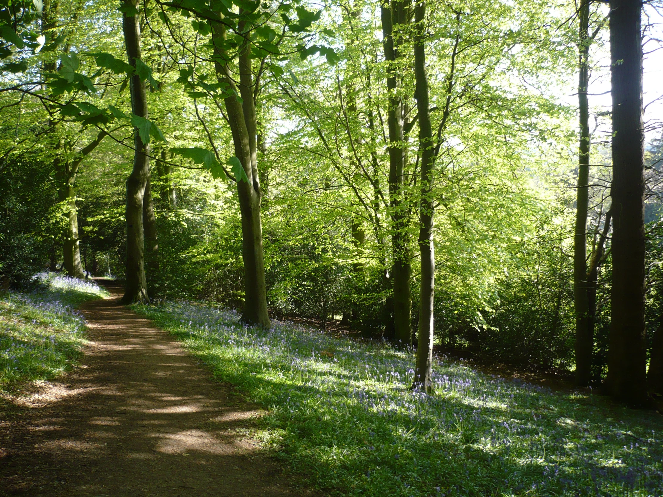 a dirt path in the woods next to some green trees