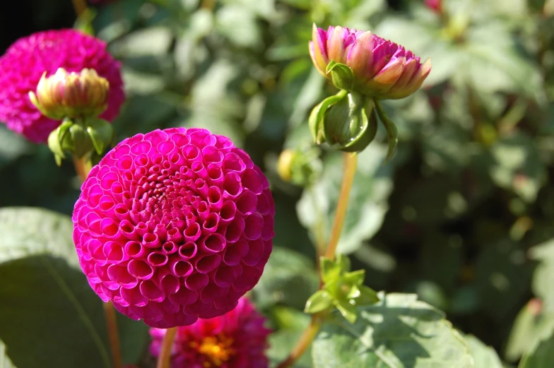 the bright pink flower is blooming next to the leafy bushes