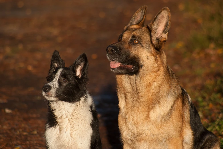 two german shepards looking up at the sky