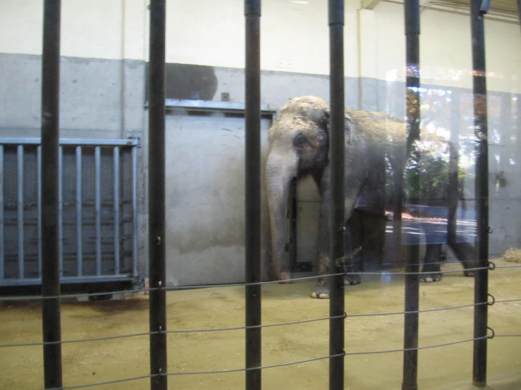 elephant behind bars in a prison cell enclosure