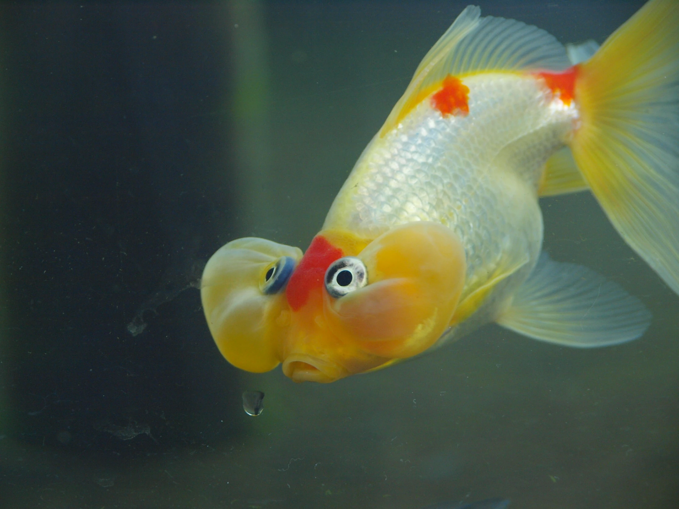 a fish in the water with a orange stripe on its eye