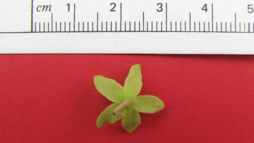 a tiny green plant sitting next to a ruler