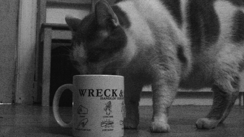 cat standing next to coffee cup with wreck in it