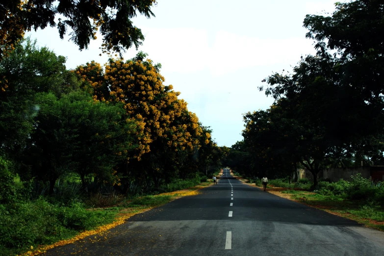 the deserted road has yellow flowers on either side