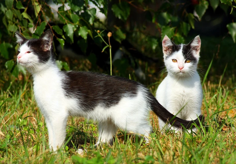 two white and black kittens standing outside with one looking at the camera