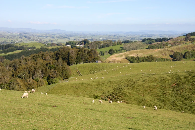 several animals grazing on the green grass below the hills