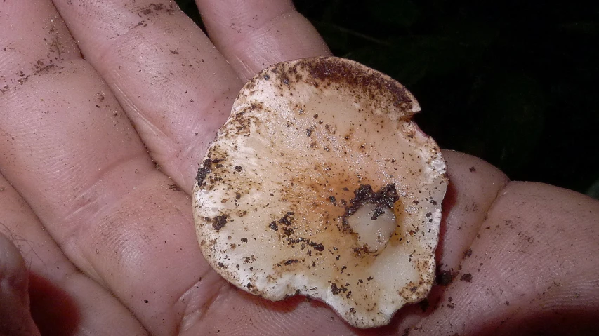 small brown piece of food sitting in a persons hand