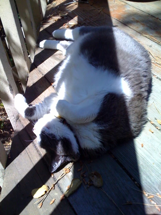 a cat laying on it's side with it's paw sticking out