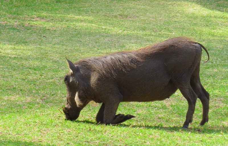 the cow is walking in the grassy field