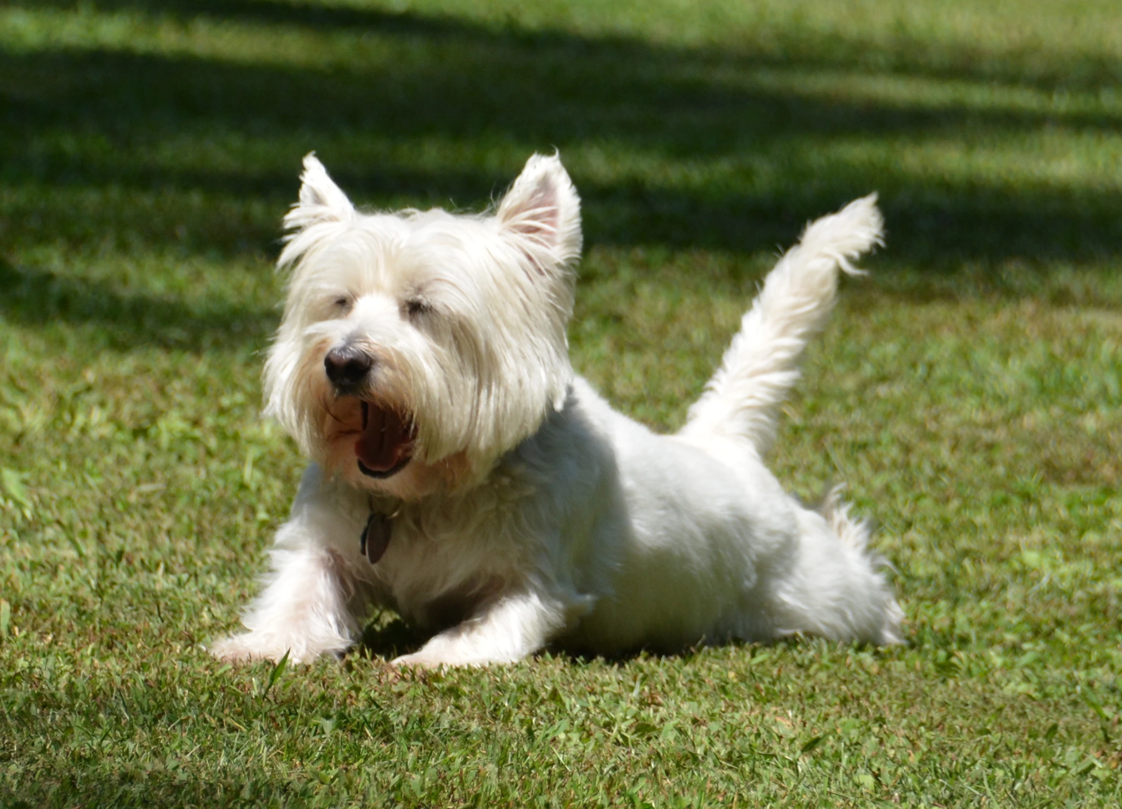 there is a white dog on the grass with a collar